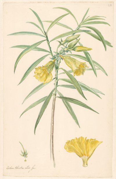黄色花朵（百合花的一种）的枝干，有雌蕊和花朵的细节 作者 无名氏
