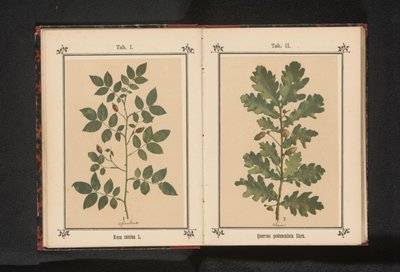 狗玫瑰的分支 Rosa canina（物体上的标题） 作者 J·科塞尔