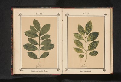 樟树树枝
Laurus camphora L.（物体上的标题） 作者 无名氏