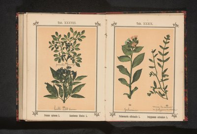 黑刺李和接骨木的枝条
Prunus spinosa L. Sumbucus Ebulus L.（物体上的标题） 作者 无名氏