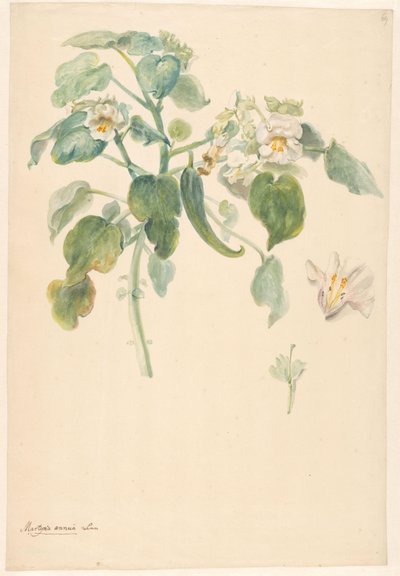 带有花蕊和花朵细节的白色猫爪草枝条 作者 无名氏