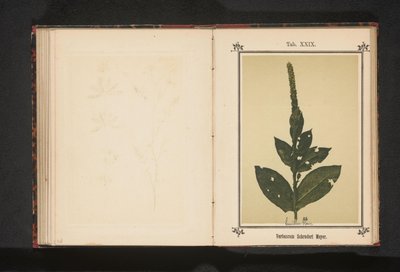 托尔茨 Verbascum Schraderi Meyer（物体上的标题） 作者 无名氏
