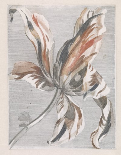 Tulp 作者 约翰·泰勒