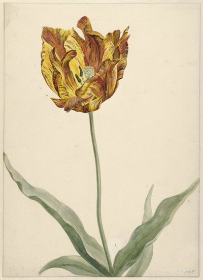 Tulp 作者 无名氏