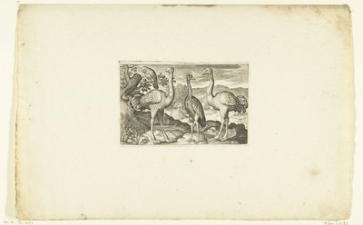 冠鹤鸟两侧的两只鸵鸟
Volatilium varii generis（......）（系列名称） 作者 尼古拉斯·德·布鲁因