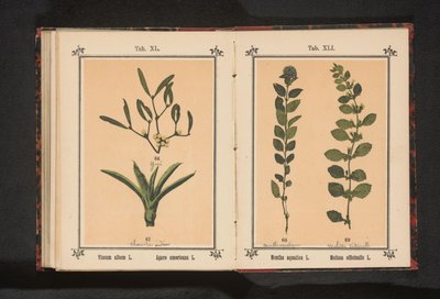 水薄荷和柠檬香脂 Mentha Aquatica L. Melissa officinalis L.（物体上的标题） 作者 J·科塞尔