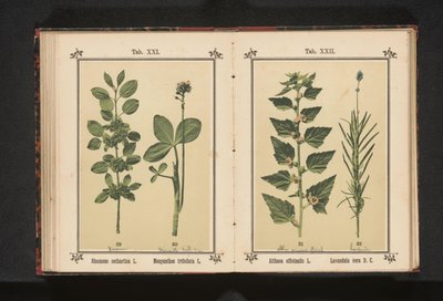 荞麦和水蓟
Rhamnus cathartica L. Menyanthes trifoliata L. （物体上的标题） 作者 无名氏