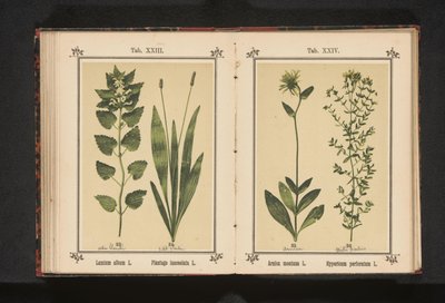 白芒草和狭叶车前草
Lamium album L. Plantago lanceolata L.（物体上的标题） 作者 无名氏