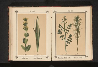 白豆瓣菜和马尾菜 旱金莲 R. Br. Equisetum arvense L.（物体上的标题） 作者 J·科塞尔