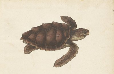 泽斯儿童垫 Tortugas - Eretmochelys imbricata / 玳瑁龟 / karetschildpad （物体上的标题） 伦巴第专辑（系列名称） 作者 无名氏