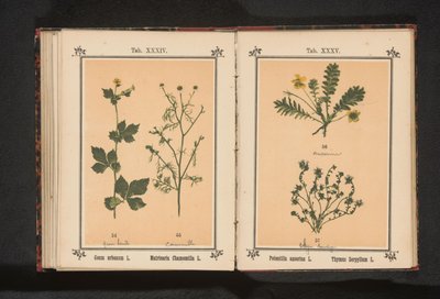 银草和小百里香 Potentilla anserina L. Thymus Serpyllum L.（物体上的标题） 作者 无名氏