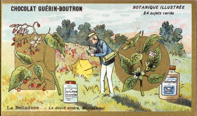 颠茄：甜的苦的，药。雕刻（chromo）。Guerin-Boutron巧克力的广告色板画，19世纪末。Illustree植物学系列。 作者 匿名匿名
