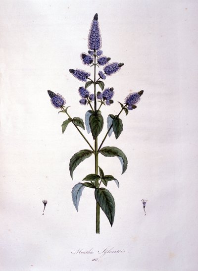 植物板：野生薄荷（Mentha sylvestris）。19世纪的雕版画。 作者 匿名匿名