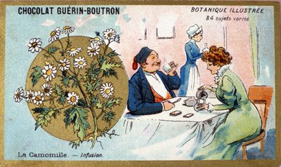 洋甘菊：输液。雕刻（chromo）。Guerin-Boutron巧克力的广告色板画，19世纪末。Illustree植物学系列。 作者 匿名匿名
