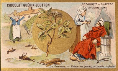 接骨木：母鸡的毒药，骨髓，输液。雕刻（chromo）。Guerin-Boutron巧克力的广告色板画，19世纪末。Illustree植物学系列。 作者 匿名匿名