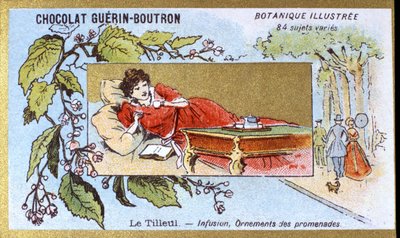 菩提树：输液，散步装饰品。 雕刻（彩色）。 Guerin-Boutron 巧克力的广告色版印刷，19 世纪后期。 Illustree 植物系列。 作者 匿名匿名