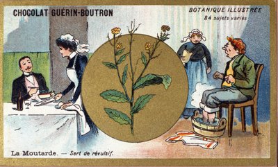 芥末是令人厌恶的。 雕刻（彩色）。 Guerin-Boutron 巧克力的广告色版印刷，19 世纪后期。 Illustree 植物系列。 作者 匿名匿名