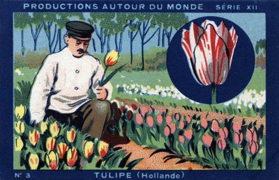 世界各地的作品：荷兰的郁金香。1933年在 "约瑟夫-米利亚特专辑 "中的彩色石版画 作者 匿名匿名