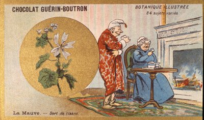紫色是一种草药茶。雕刻（chromo）。Guerin-Boutron巧克力的广告色板画，19世纪末。Illustree植物学系列。 作者 匿名匿名