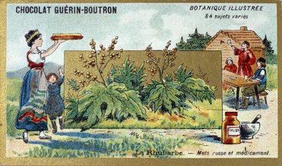 大黄：俄罗斯食品和药品。 雕刻（彩色）。 Guerin-Boutron 巧克力的广告色版印刷，19 世纪后期。 Illustree 植物系列。 作者 匿名匿名