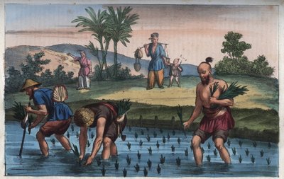 水稻种植园，印度墨水（la rice）--来自《宇宙万民的用途和习俗》的雕刻。或《从最遥远的时代到今天所有国家的政府、法律、民兵、宗教的历史》1856年 作者 匿名匿名