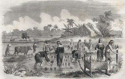 1864年，菲律宾马尼拉（Manilla）的水稻种植。(在马尼拉种植水稻)匿名雕刻。私人收藏。 作者 匿名匿名