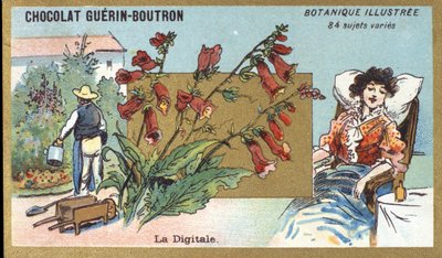 数字。 雕刻（彩色）。 Guerin-Boutron 巧克力的广告色版印刷，19 世纪后期。 Illustree 植物系列。 作者 匿名匿名