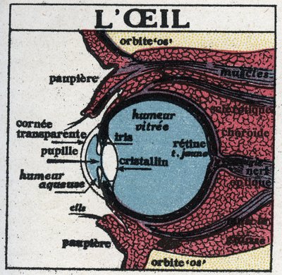 眼睛：人眼的横截面。1925年的匿名插图。私人收藏。 作者 匿名匿名