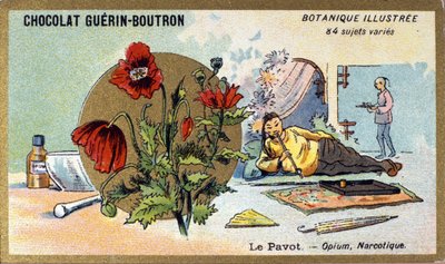 The poppy: opium, narcotic. Engraving (chromo). Advertising chromolithography for Guerin-Boutron chocolates, late 19th century. Illustree Botanical Series. 作者 匿名匿名