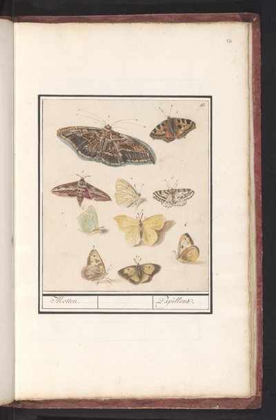 蝴蝶和飞蛾 飞蛾。 / Papillons（物体上的标题） 作者 Anselmus Boëtius de Boodt
