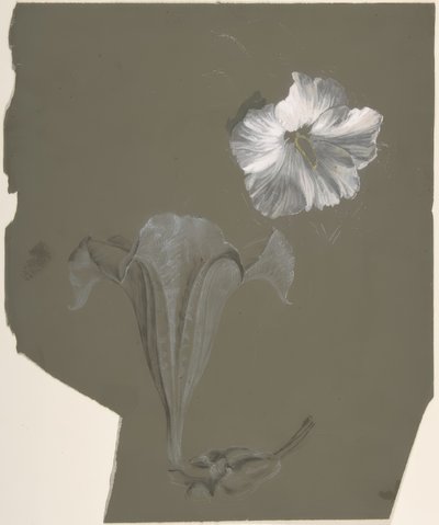 A Study of Two White Lilies 作者 安托万·伯戎（Antoine Berjon）