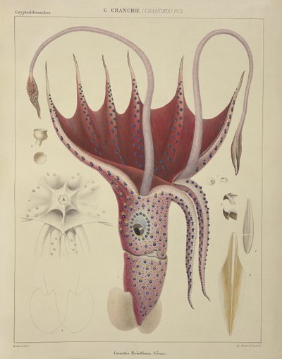 鱿鱼，Pl.2来自&39;一般和特殊自然历史的Acetabuliferous Cephalopods&39;，酒吧。作者：Ferussac和D&39;Orbigny，巴黎，1835-48， 作者 安托万·查扎尔（Antoine Chazal）