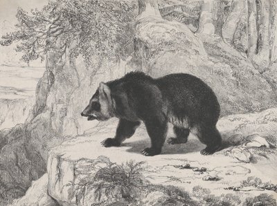 密西西比州的熊，1836年。 作者 安托万·路易斯·巴里