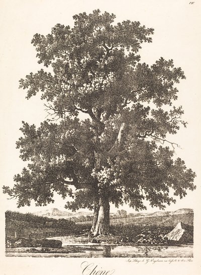 Chene（橡树） 作者 安东尼·皮埃尔·蒙金