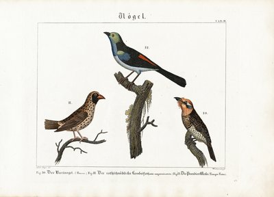 秃鹫、织女鸟和天堂飞鸟 作者 安东·瓦克斯曼