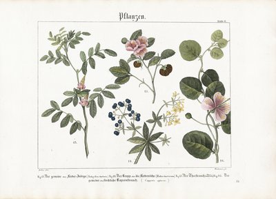 染色植物和纸莎草 作者 安东·瓦克斯曼