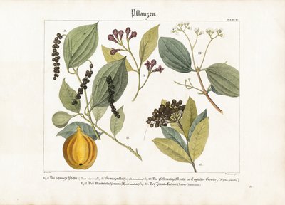 具有重要经济价值的香料植物 作者 安东·瓦克斯曼