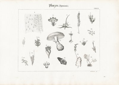 植物解剖和真菌形态 作者 安东·瓦克斯曼