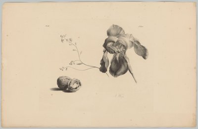 孤挺花和核桃 Bloem en Fruit Studien (...) 第三集（系列标题） 作者 安东·魏斯