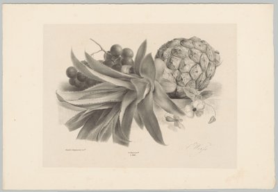 菠萝和葡萄
花卉和水果研究（......）第 10 期（系列名称） 作者 Desguerrois and Co.