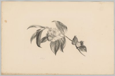 花卉
花卉和水果研究（......）第 3 期（系列名称） 作者 安东·魏斯