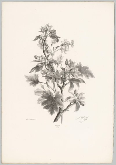 枝头的花朵
花卉和水果研究（......）第 10 期（系列名称） 作者 Desguerrois and Co.