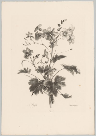 带刺的花 Bloem en Fruit Studien (...) 第 10 集（系列标题） 作者 Desguerrois and Co.
