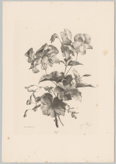 杂花
花卉和水果研究（......）第 10 期（系列名称） 作者 Desguerrois and Co.