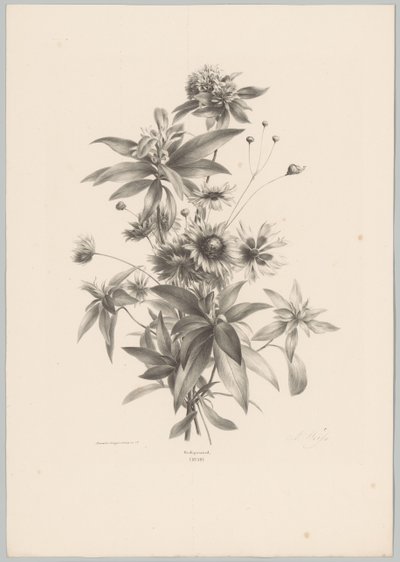 杂花
花卉和水果研究（......）第 10 期（系列名称） 作者 Desguerrois and Co.
