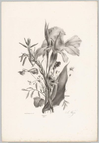 各种鲜花 Bloem en Fruit Studien (...) 第 10 集（系列标题） 作者 Desguerrois and Co.