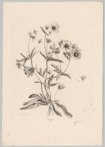 各种鲜花 Bloem en Fruit Studien (...) 第 10 集（系列标题） 作者 Desguerrois and Co.
