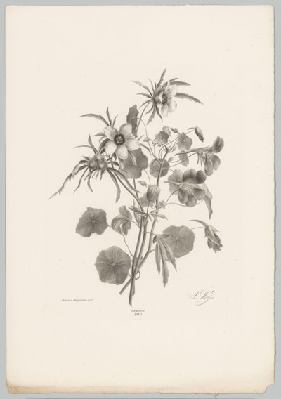 杂花
花卉和水果研究（......）第 10 期（系列名称） 作者 Desguerrois and Co.