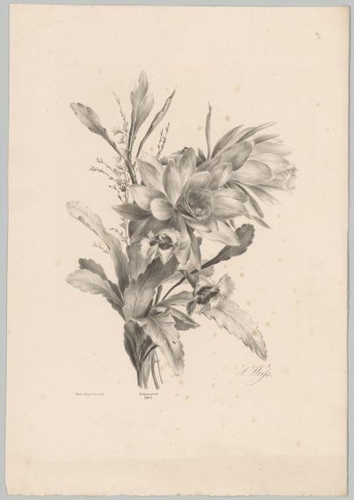 各种鲜花 Bloem en Fruit Studien (...) 第 10 集（系列标题） 作者 Desguerrois and Co.