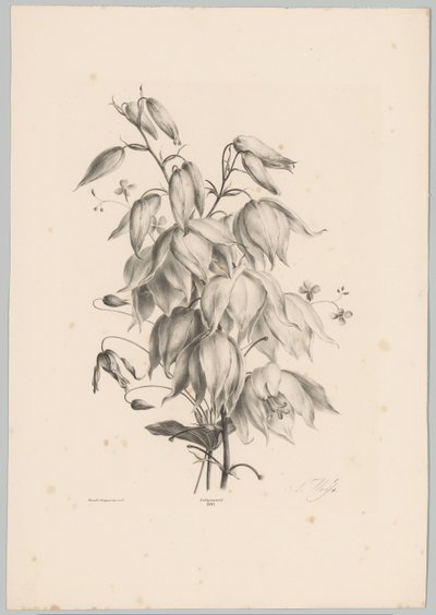 挂花
花果研究（......）第 10 期（系列名称） 作者 Desguerrois and Co.